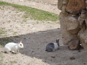Amman Rabbits